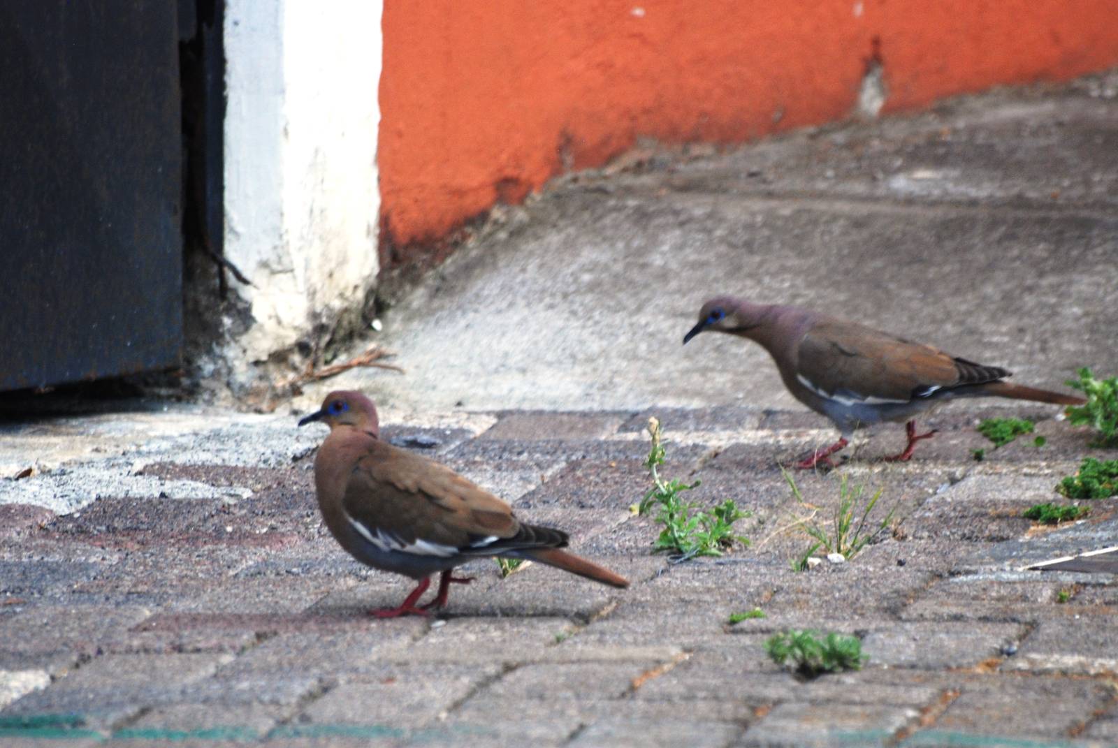 White-winged Doves in San Jose, 12/04/14