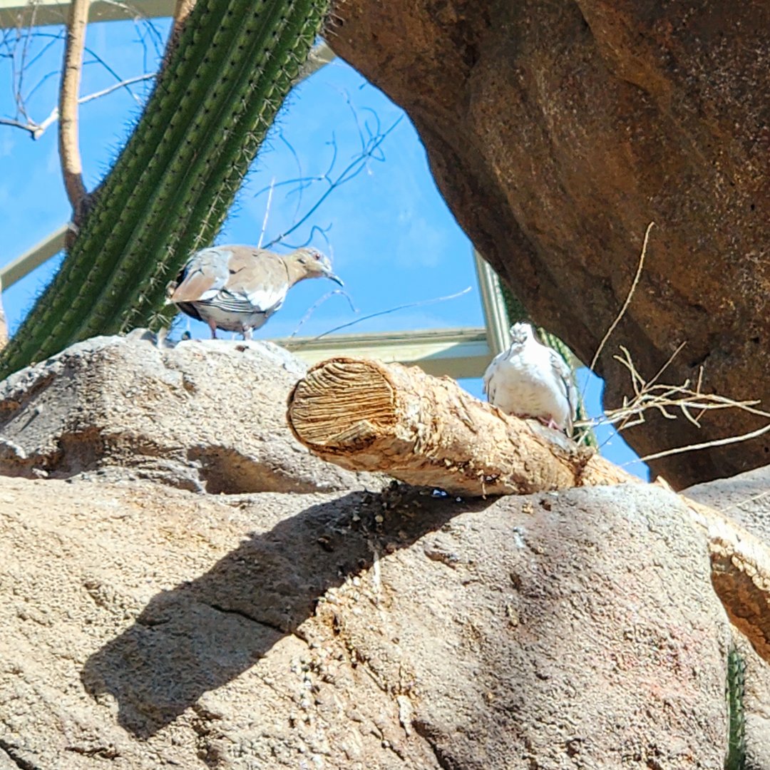 White-Winged Doves (Zenaida asiatica) (?)