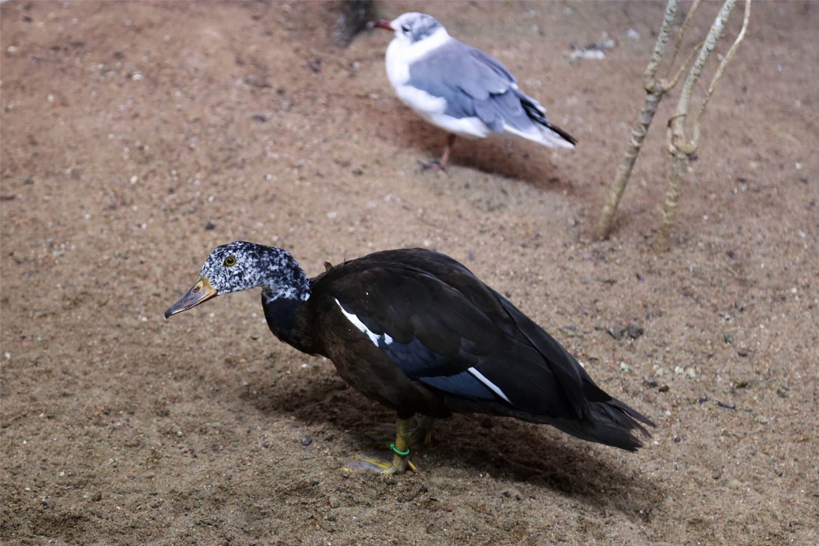 White-winged Duck and Laughing Gull