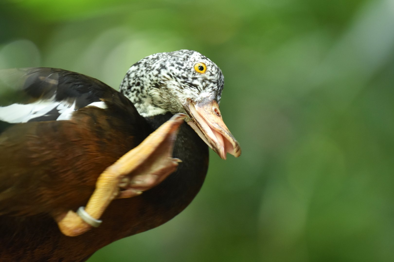 White-winged duck (Asarcornis scutulata)