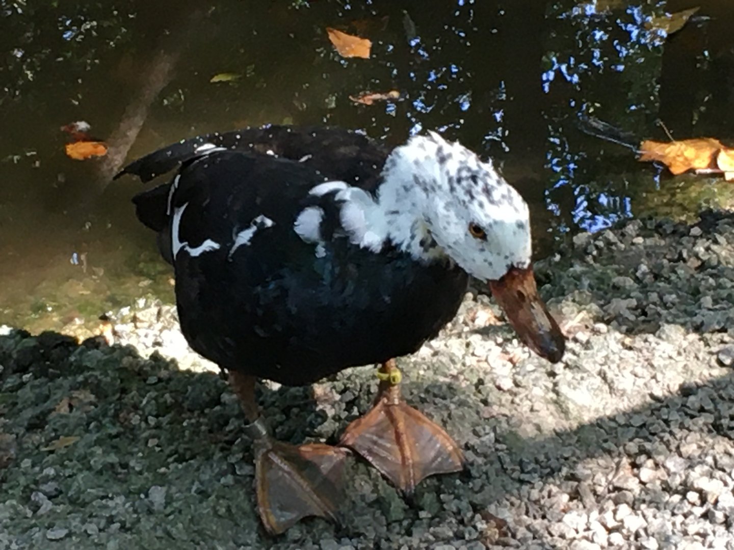 White-Winged Duck (Asarcornis scutulata)