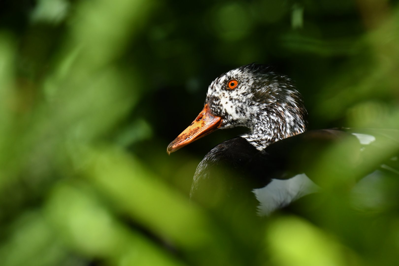 White-winged Duck Asarcornis scutulata