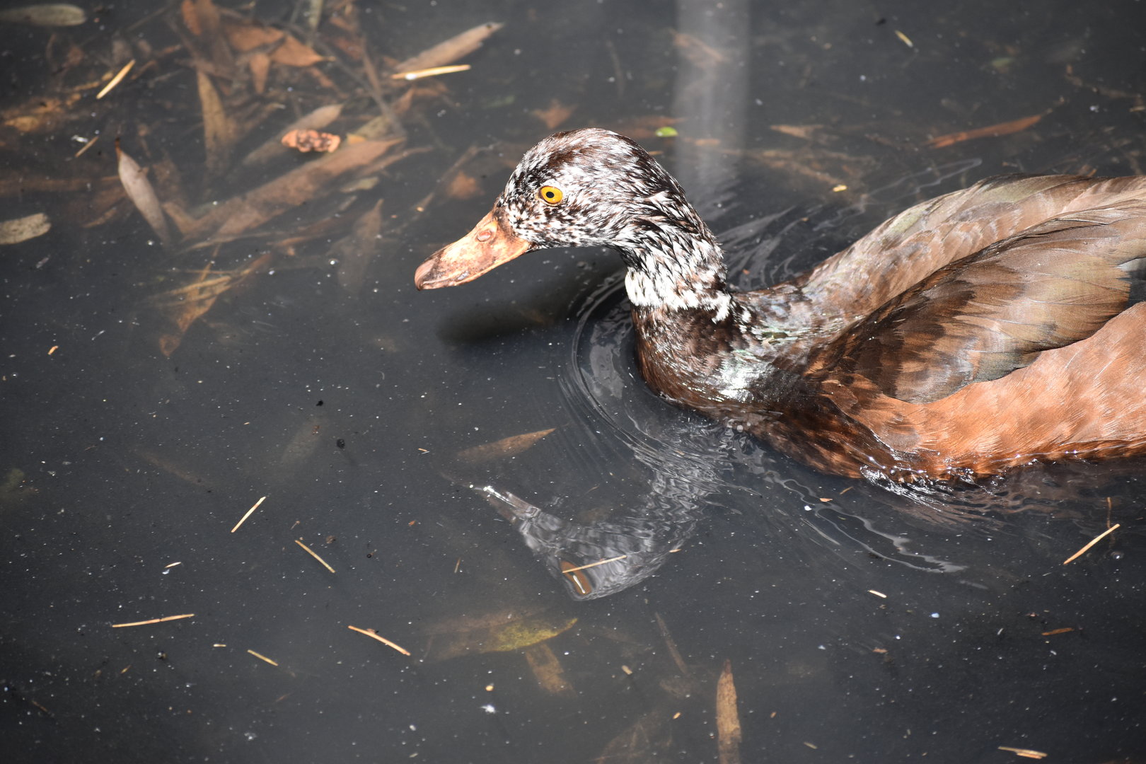 White-winged Duck - Asarcornis scutulata