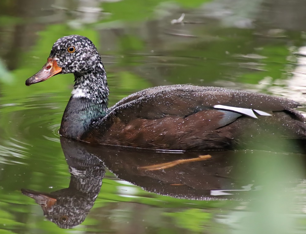 White-winged duck (Asarcornis scutulata)