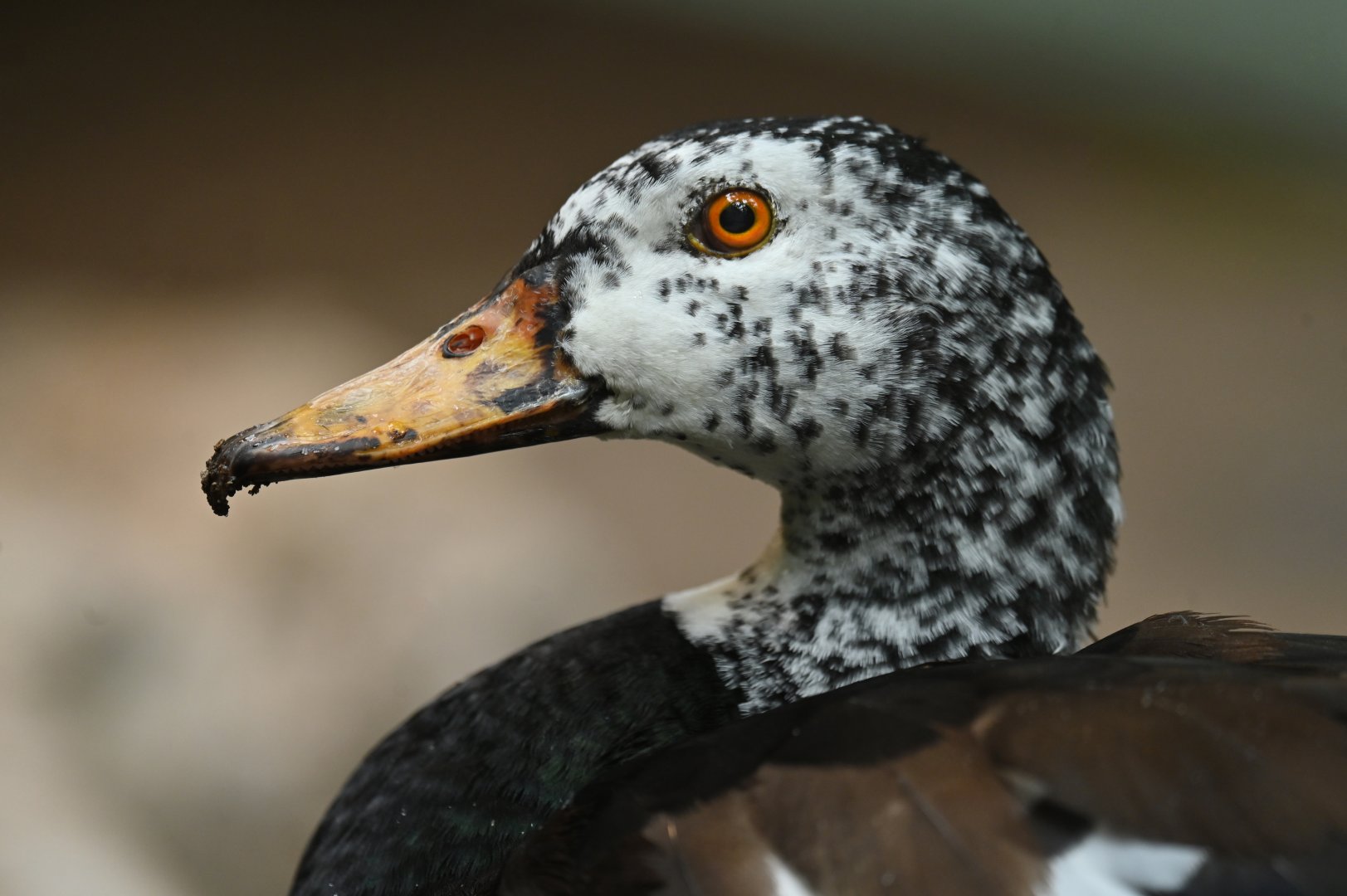 White-winged Duck Asarcornis scutulata