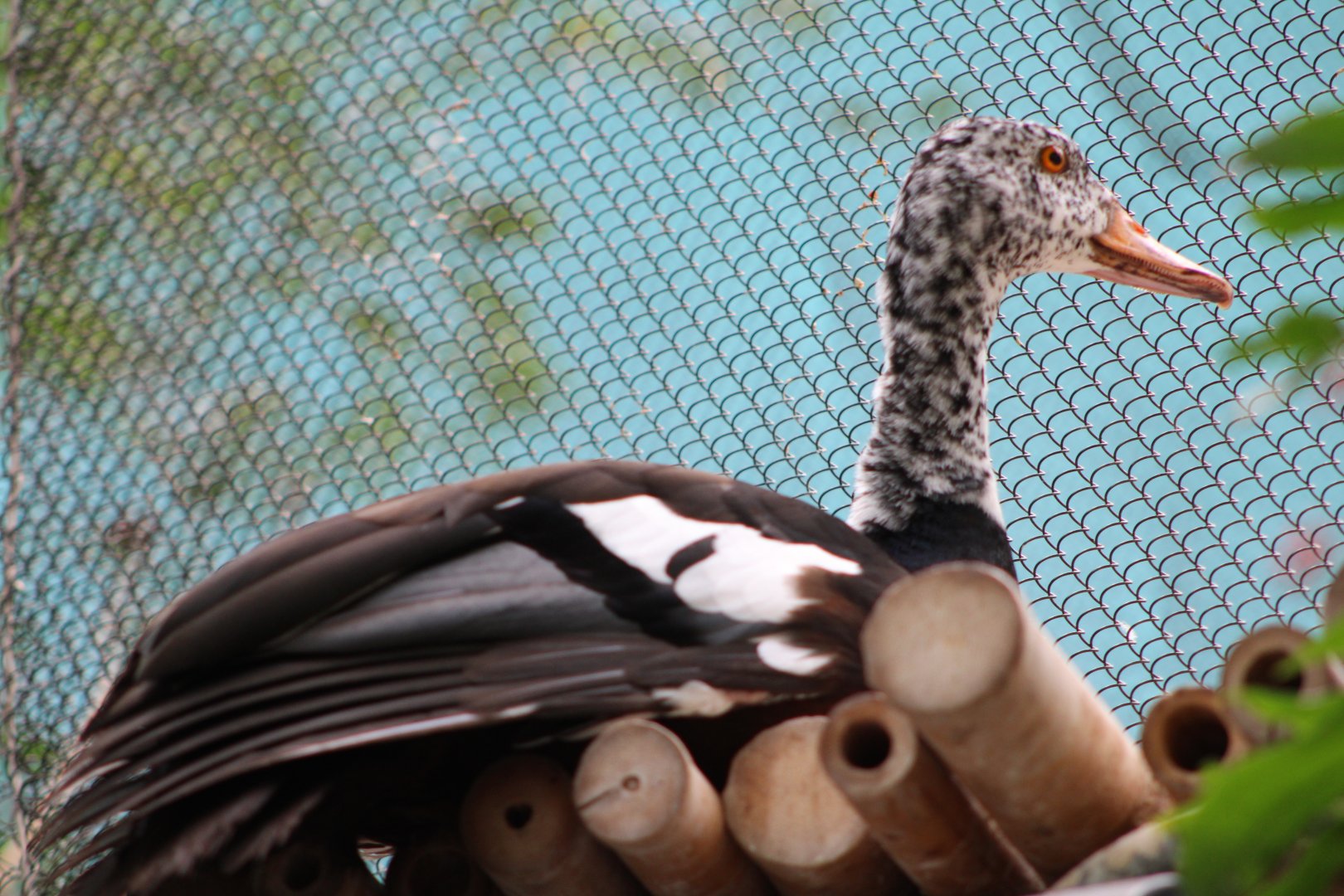 White-Winged Duck (Asarcornis scutulata)
