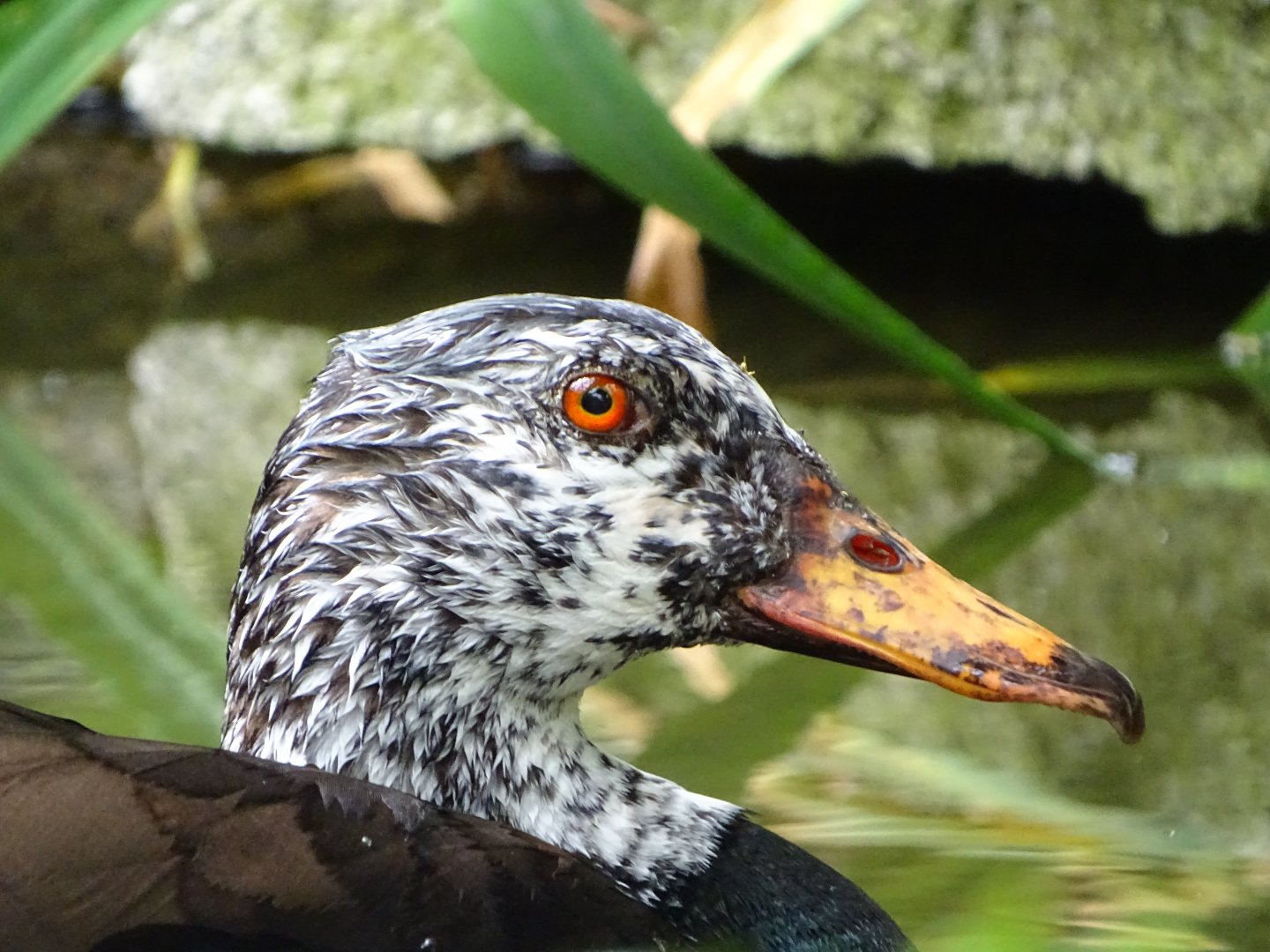 White-winged duck (Asarcornis scutulata)
