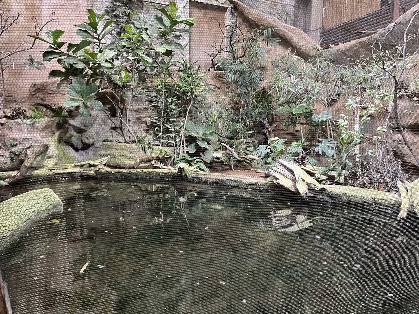 White-winged duck aviary 29.6.24