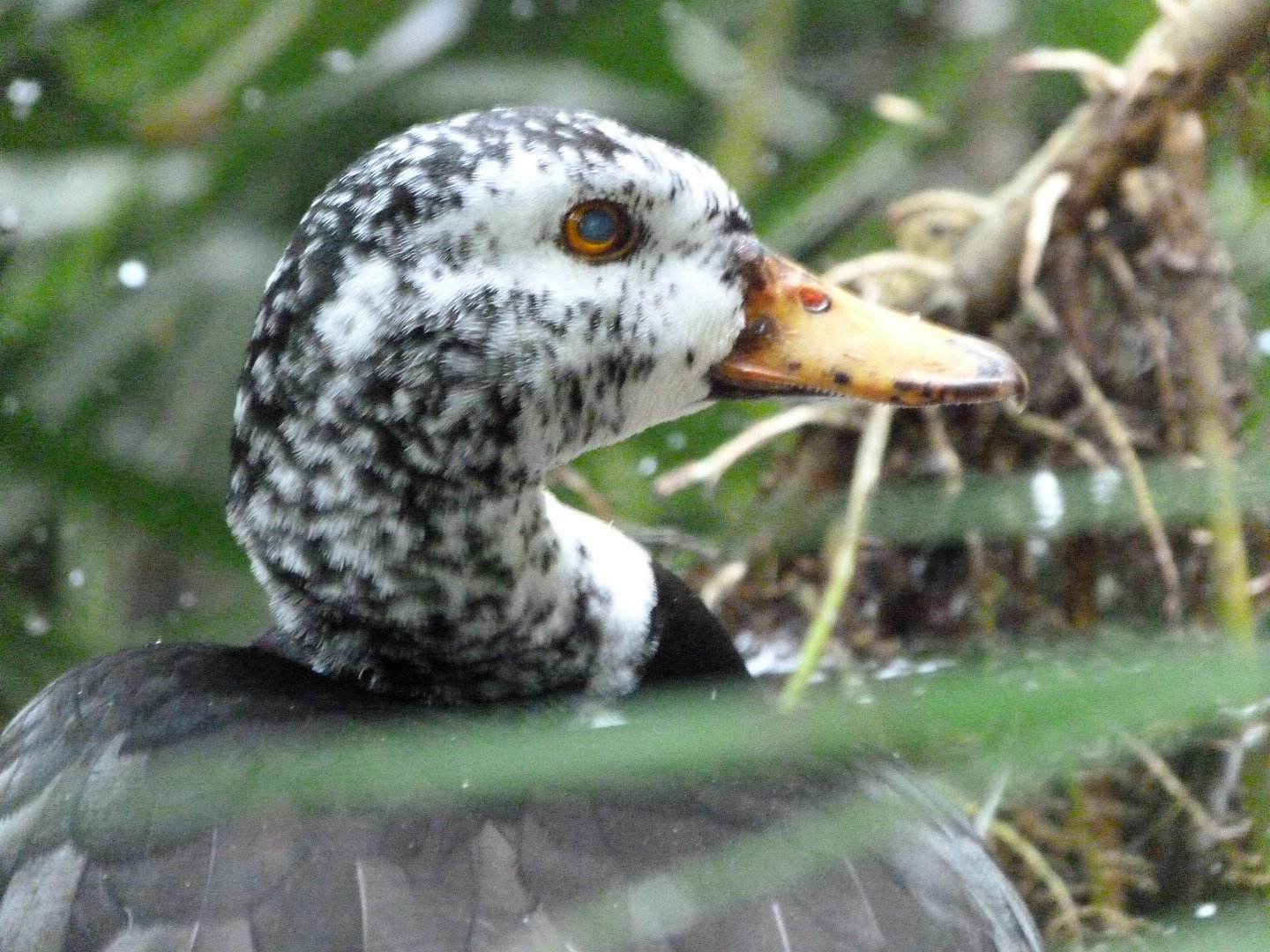 White-winged duck -Zoologischer Garten Berlin (2024)