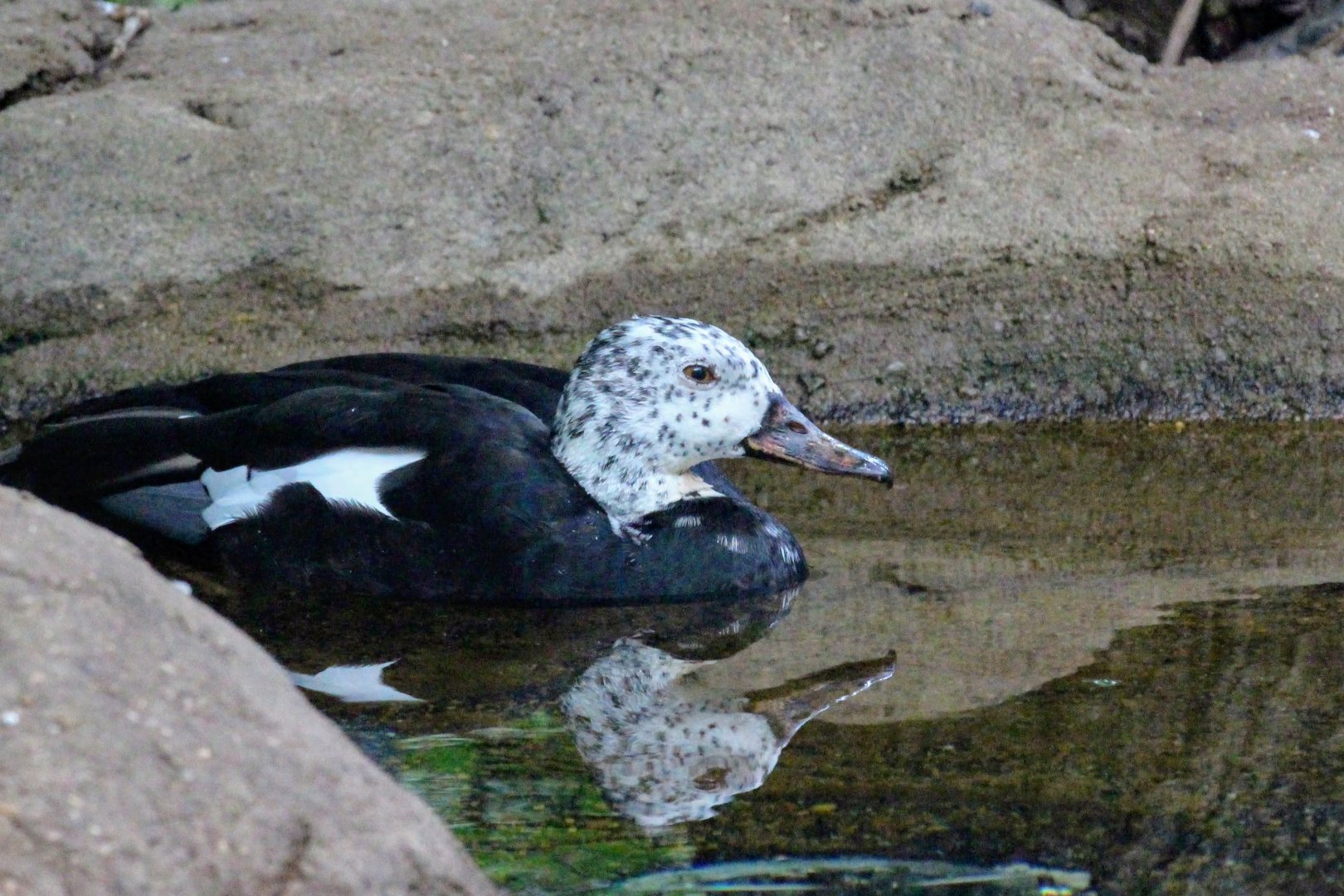 White-winged Duck