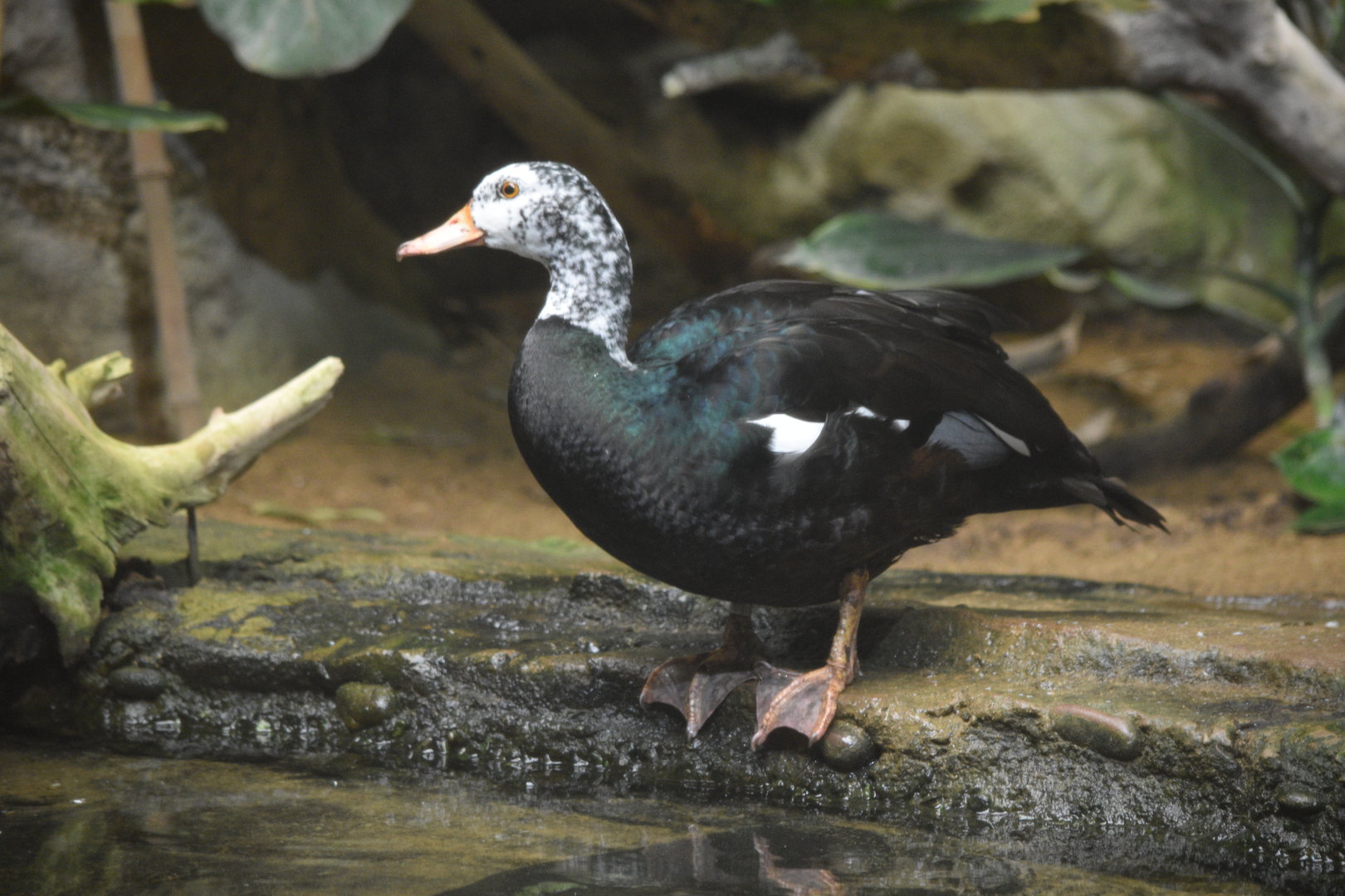 White-Winged Duck