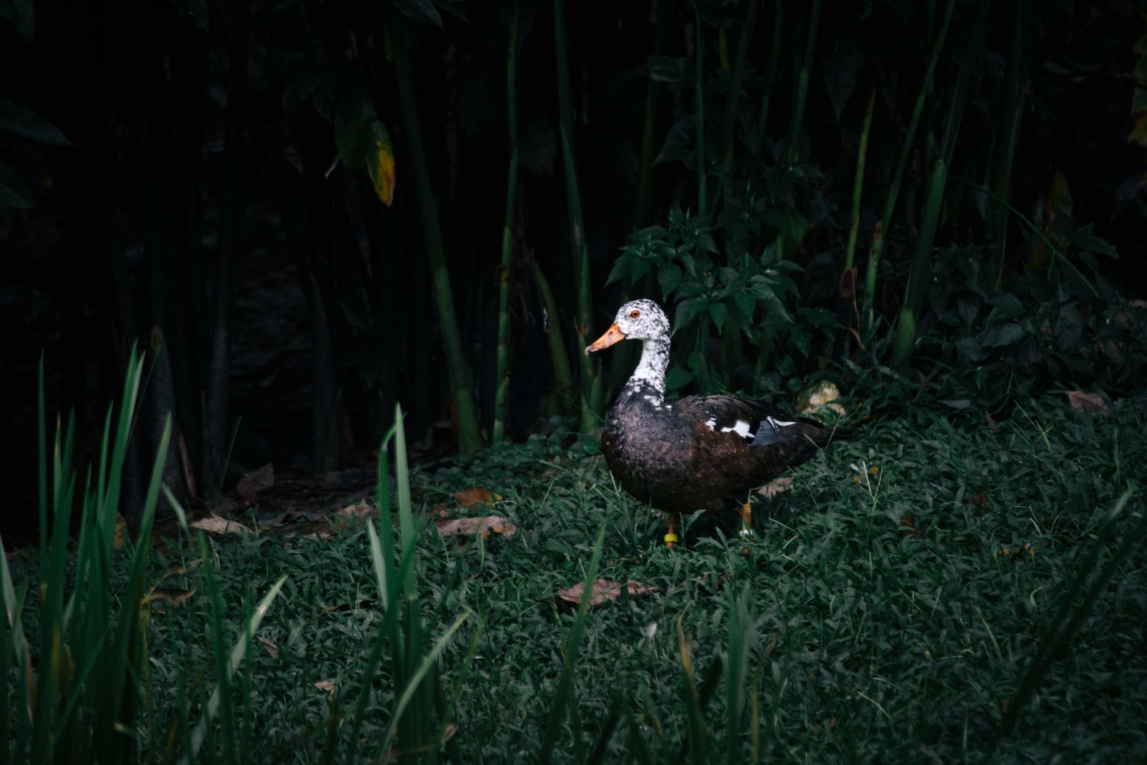 White Winged Duck