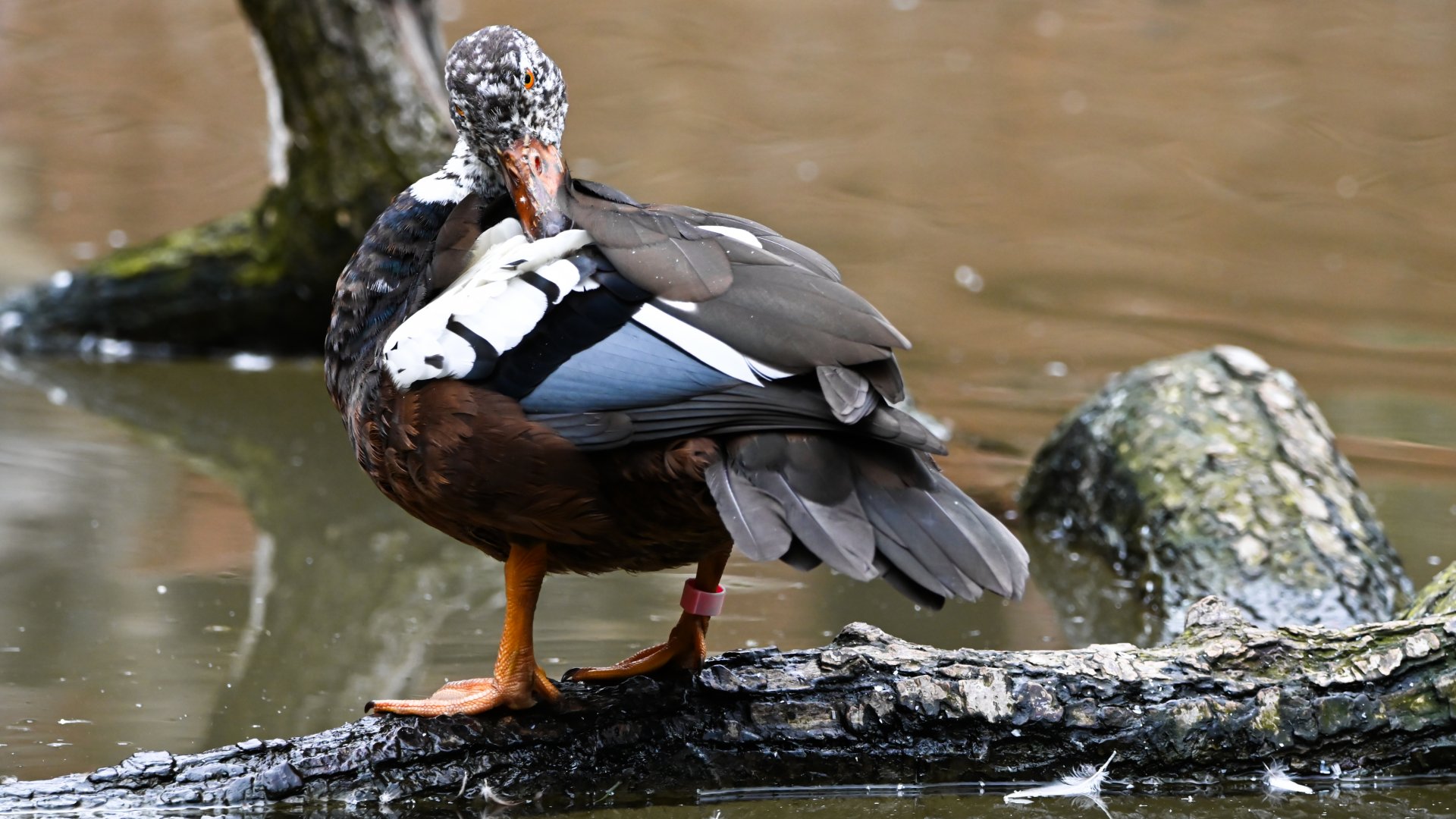 White-winged duck