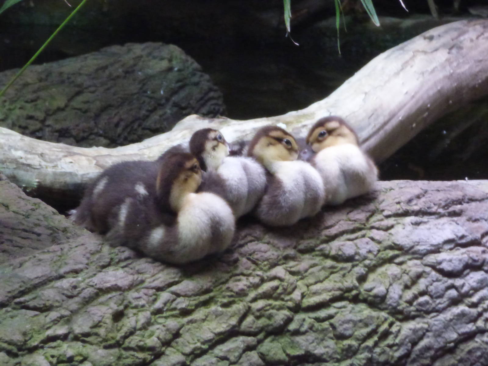 White Winged Ducklings