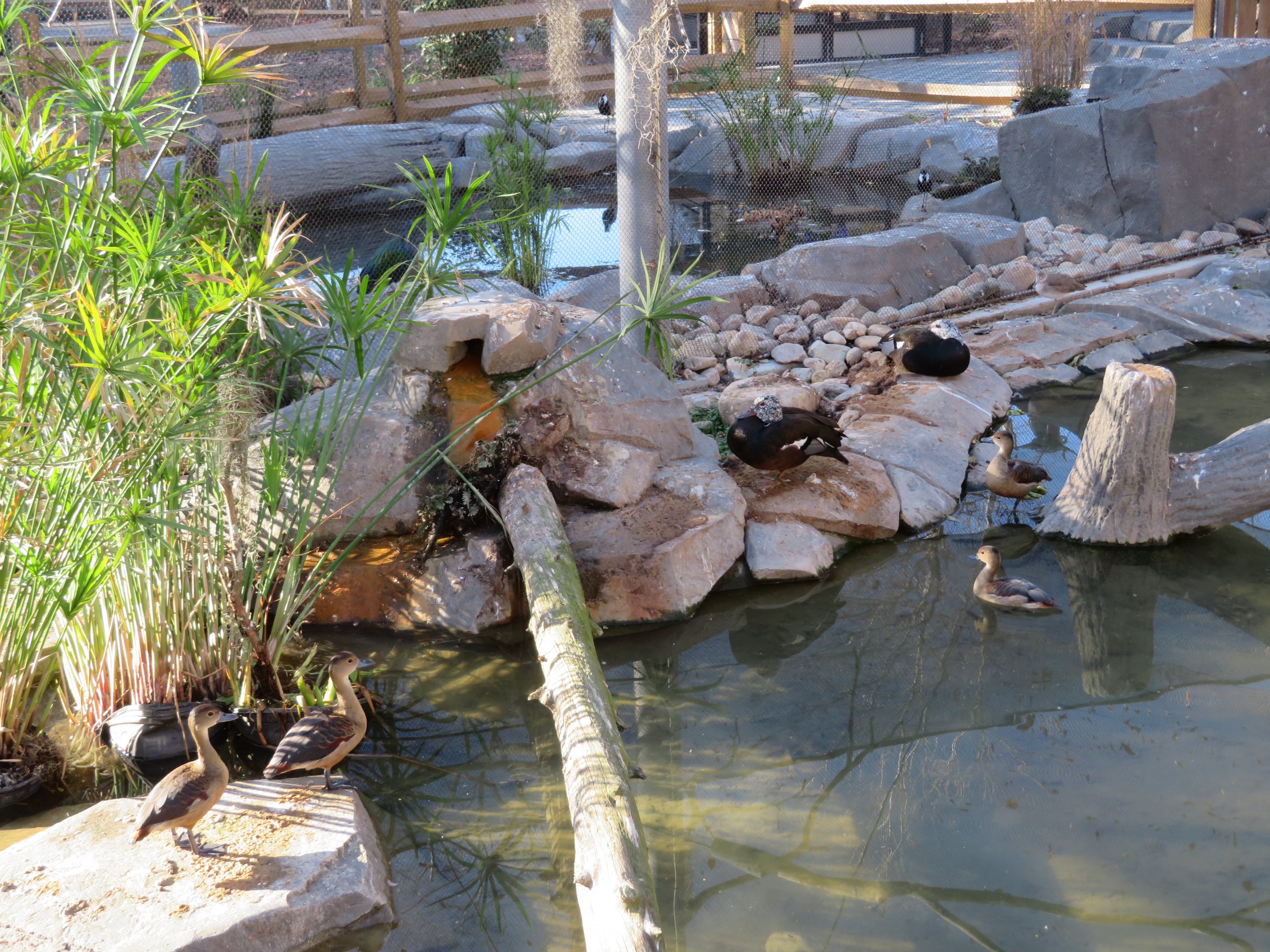 White-winged Ducks and Lesser Whistling Ducks