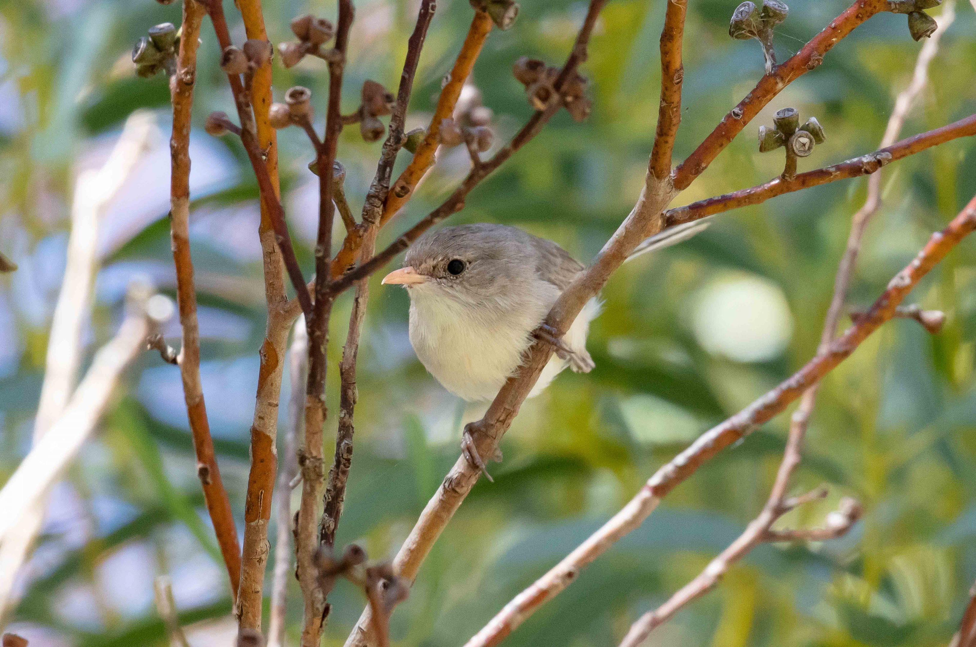 White-winged Fairy Wren female