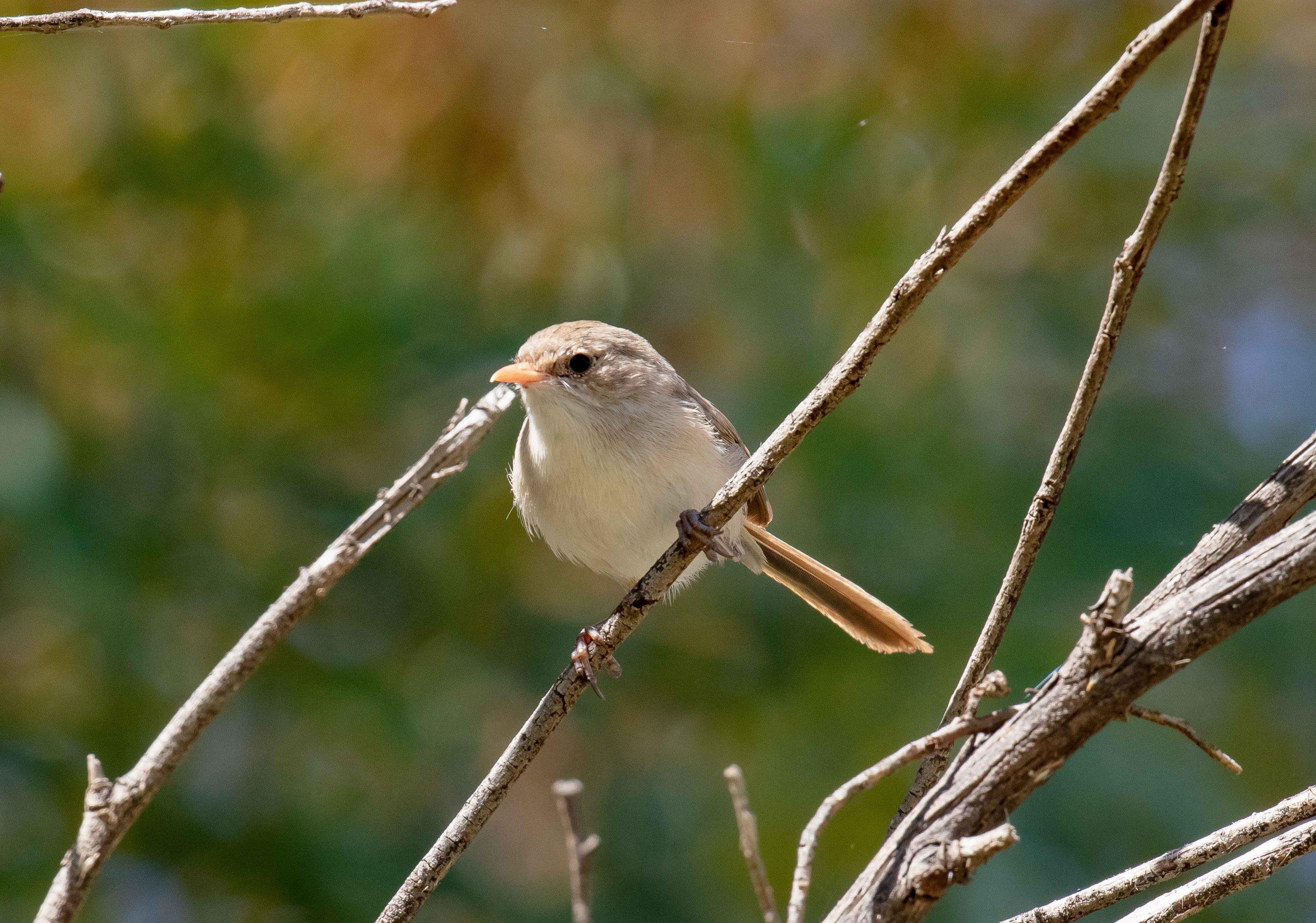 White-winged Fairy Wren female