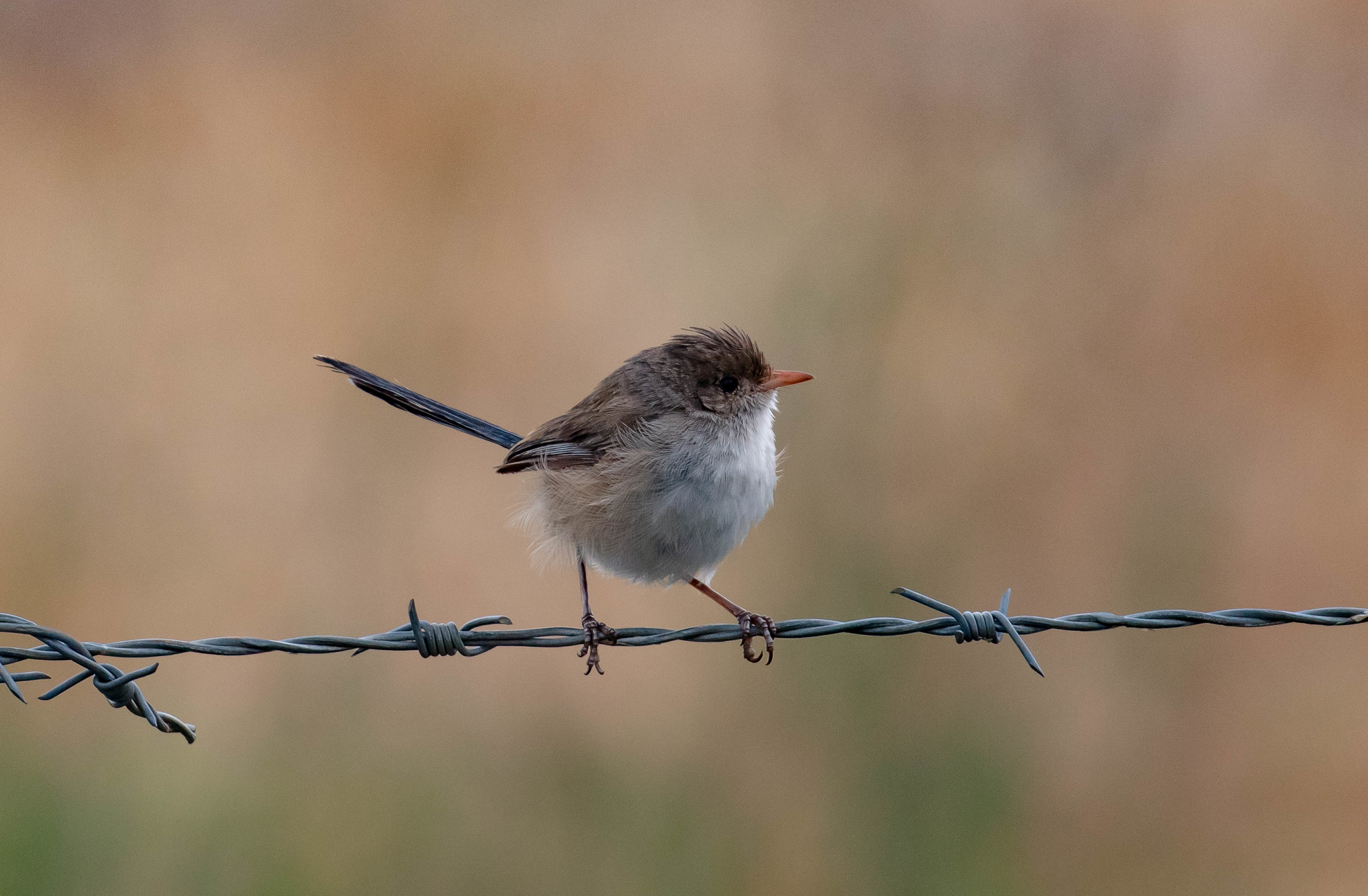 White-winged Fairy Wren female
