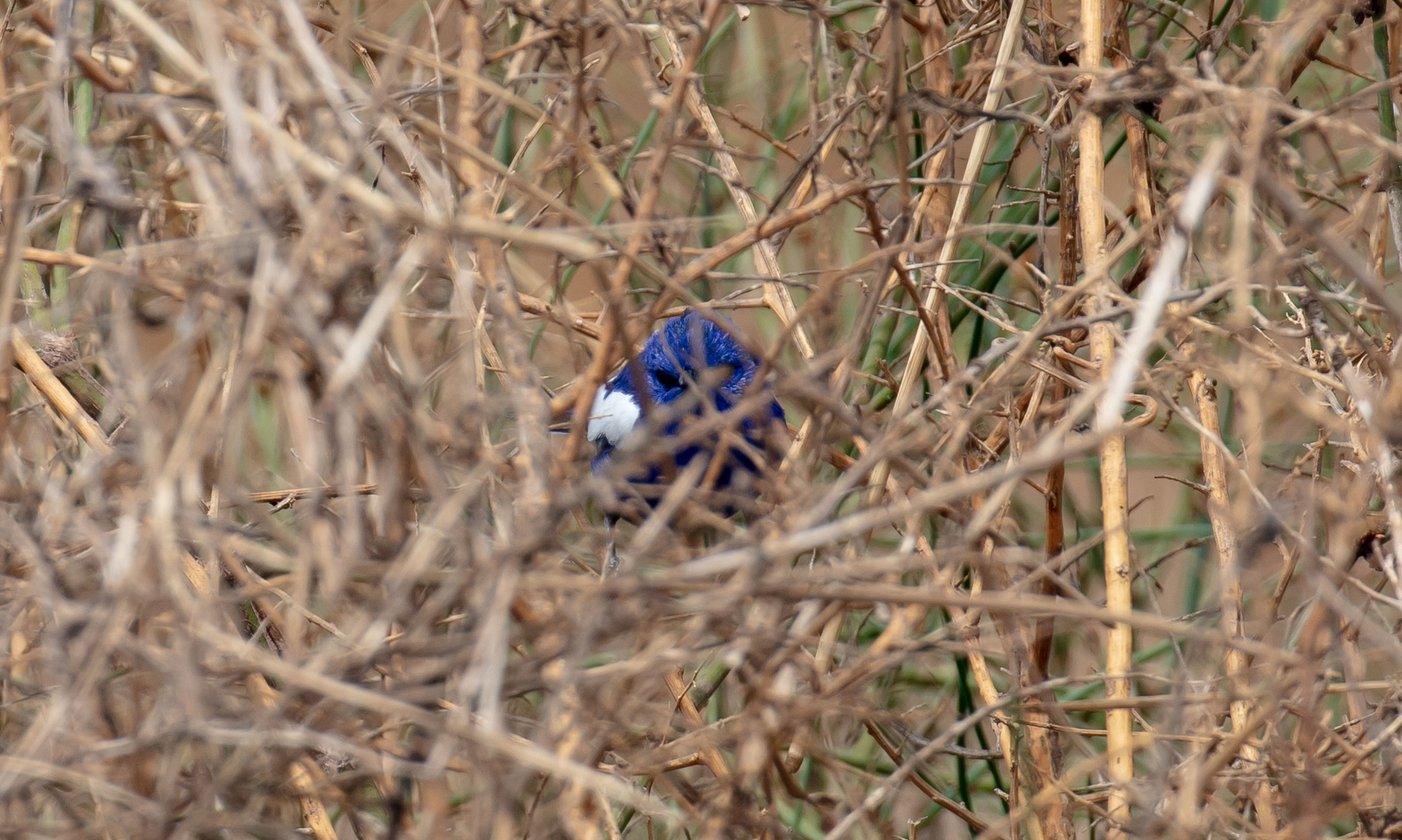 White-winged Fairy Wren