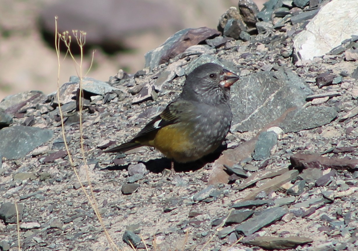 White-winged Grosbeak (Mycerobas carnipes)