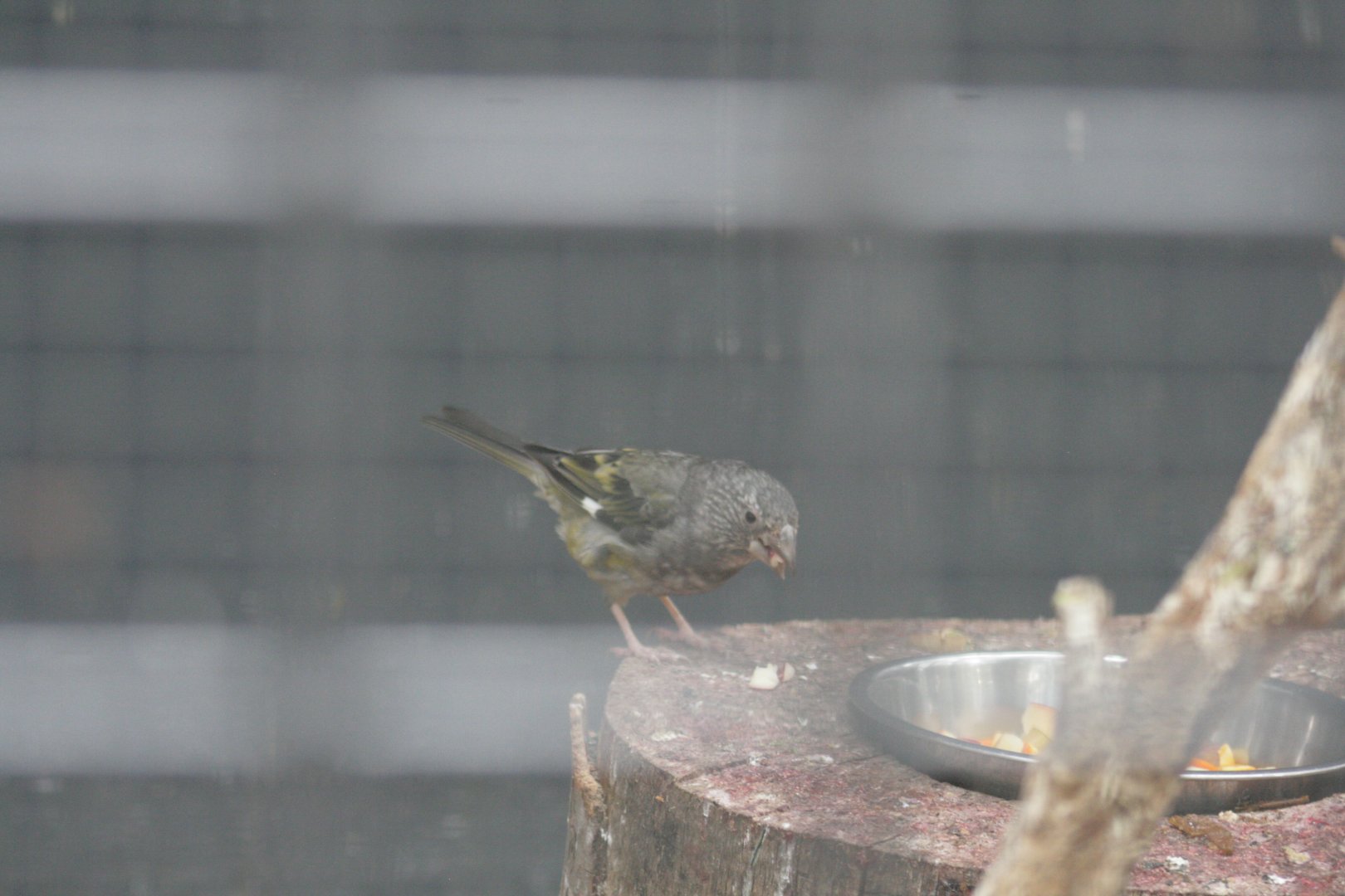 White-winged Grosbeak