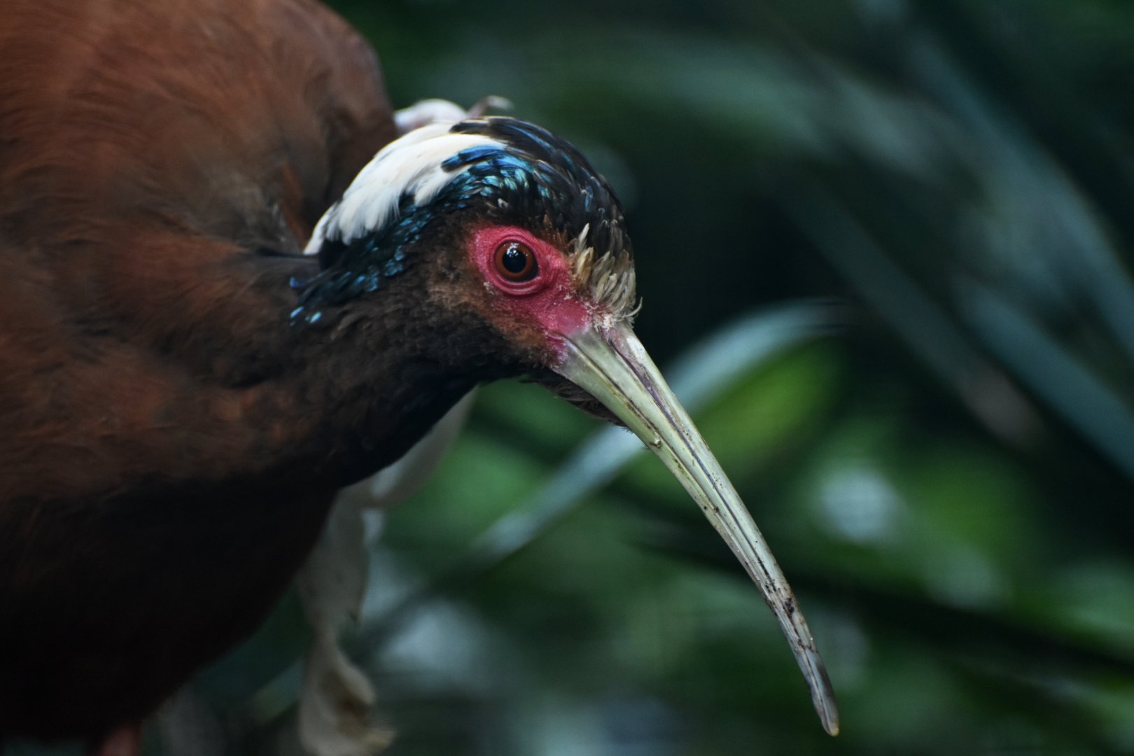 White-winged Ibis Lophotibis cristata