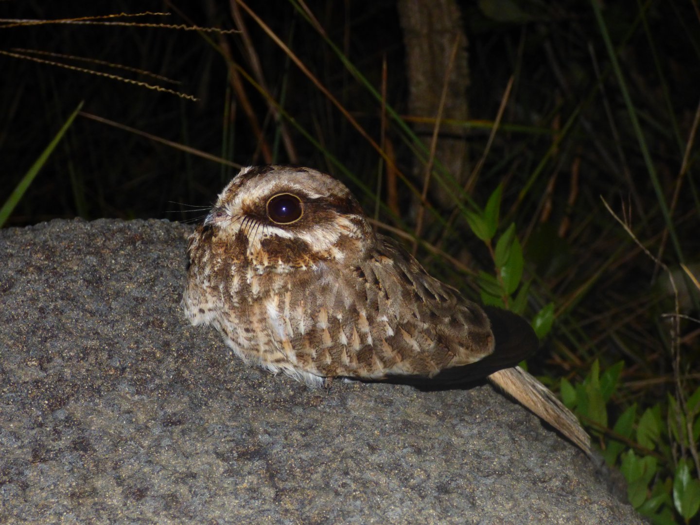 White-winged Nightjar (Eleothreptus candicans)