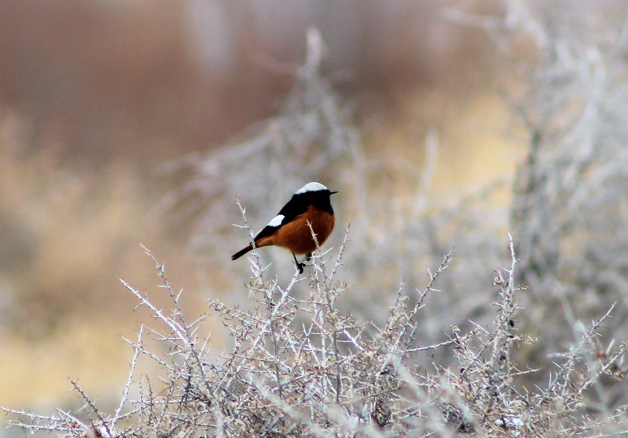 White-winged Redstart (Phoenicurus erythrogastrus grandis)