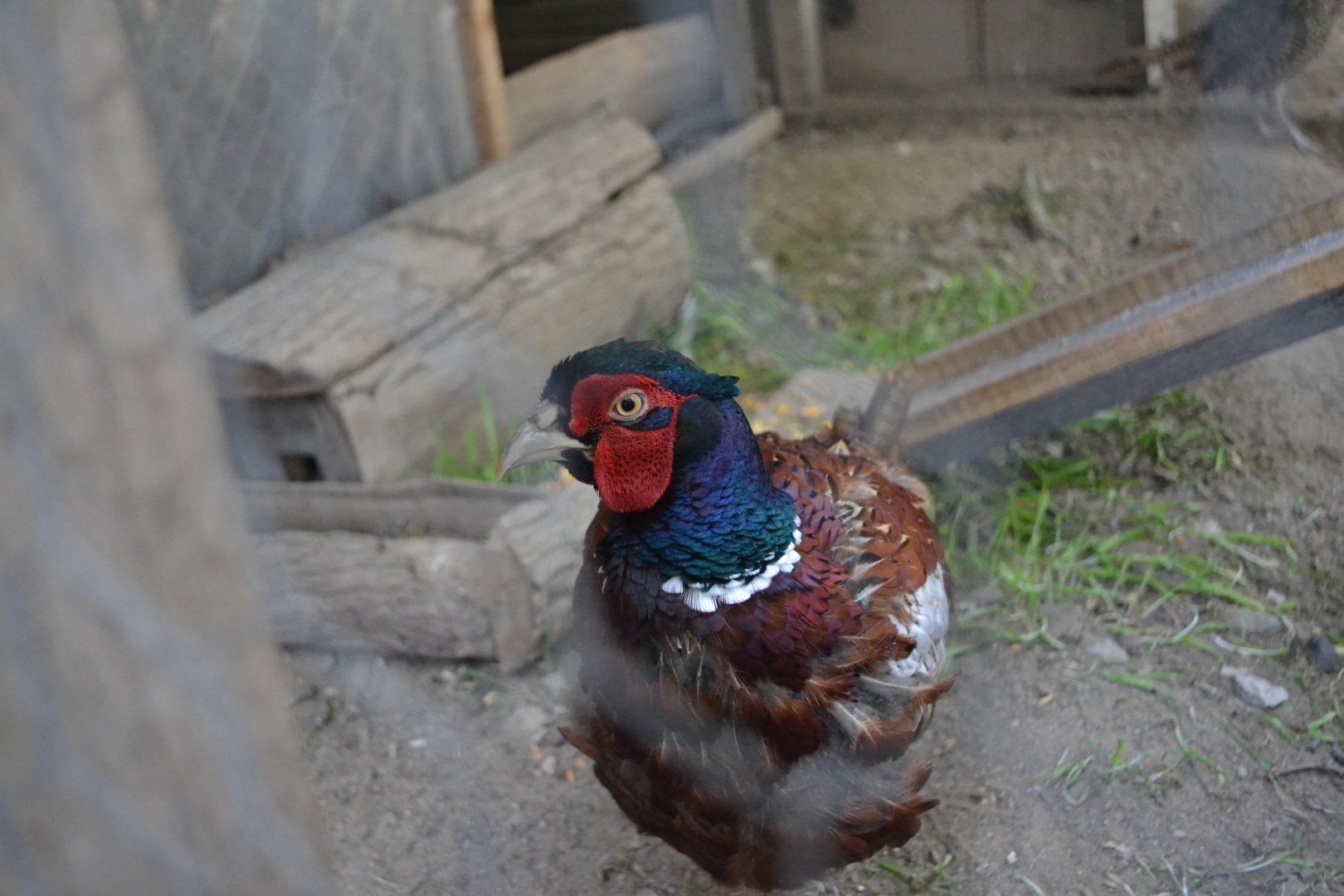 White-winged ring-necked pheasant