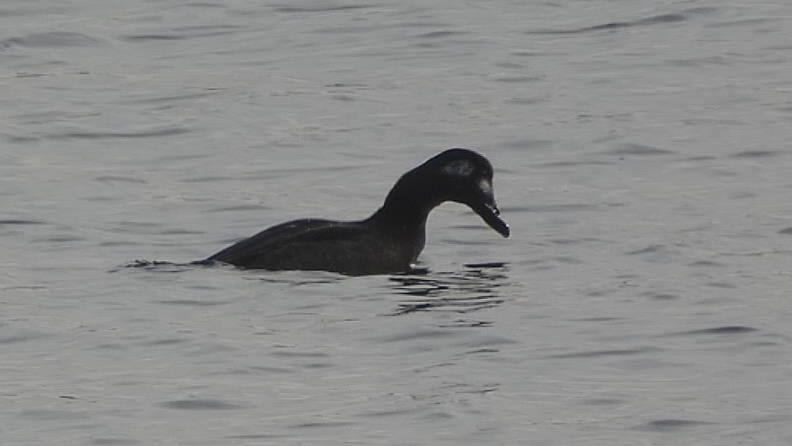 White winged scoter diving