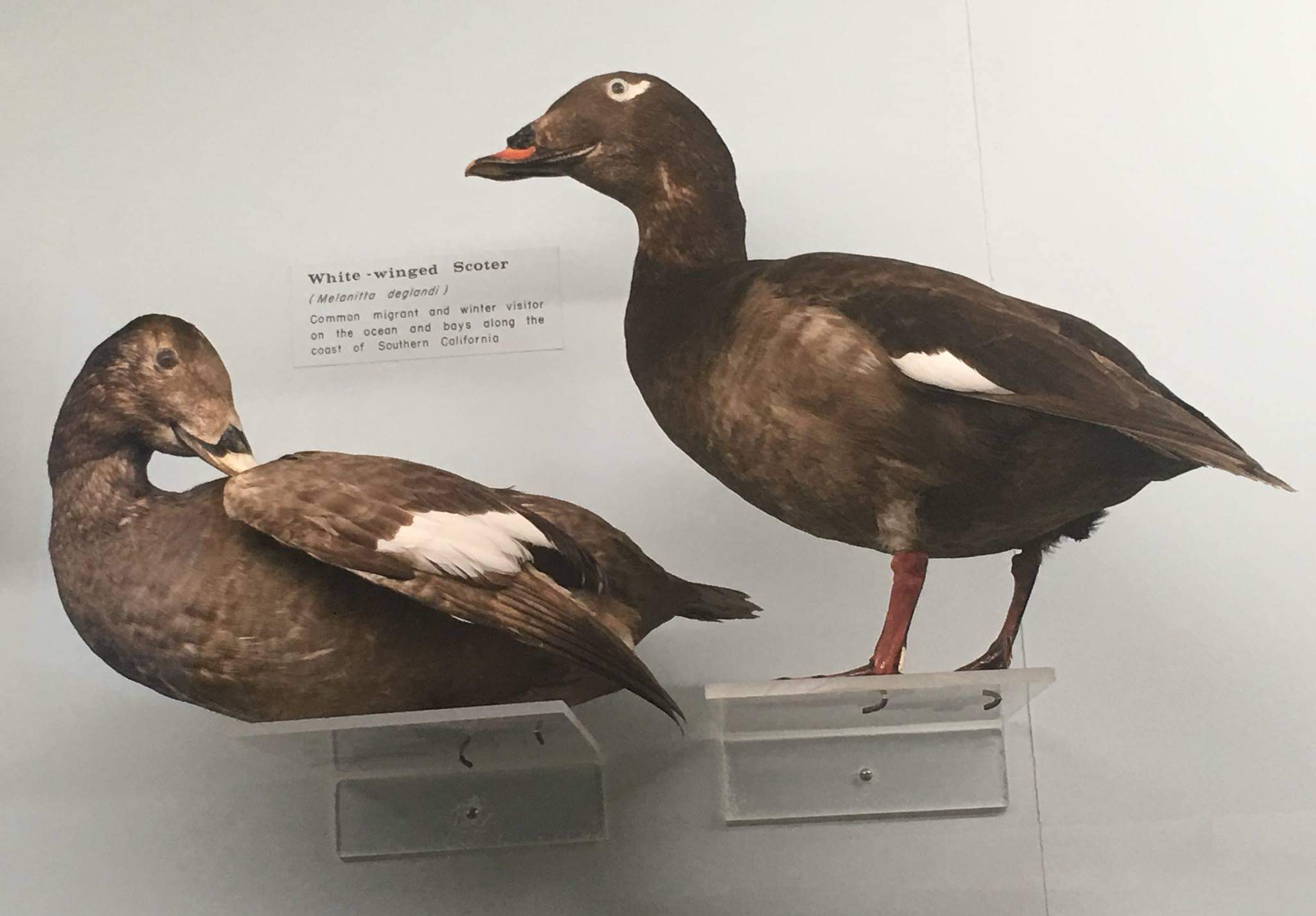 White winged scoter (Melanitta deglandi) Female (Left) and Male (Right)