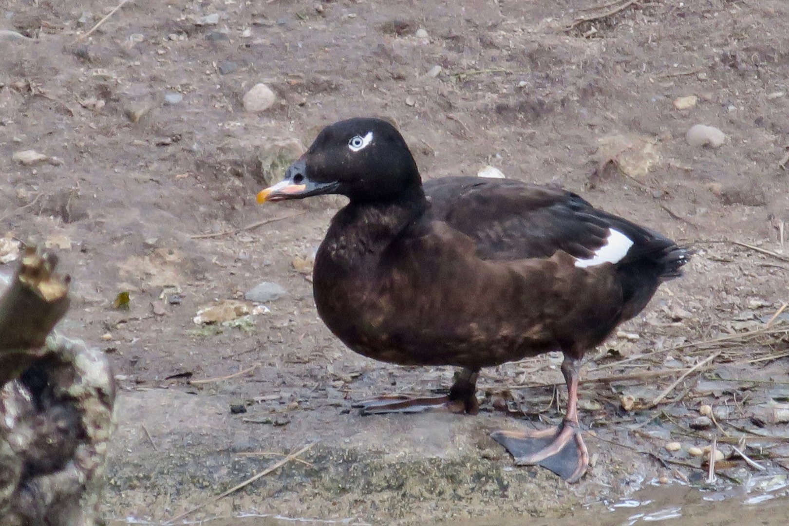 White-Winged Scoter (Melanitta deglandi)