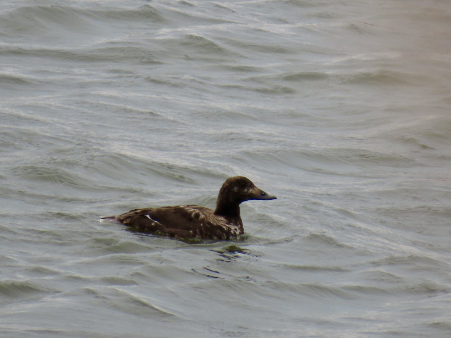 White-winged Scoter (Melanitta deglandi)