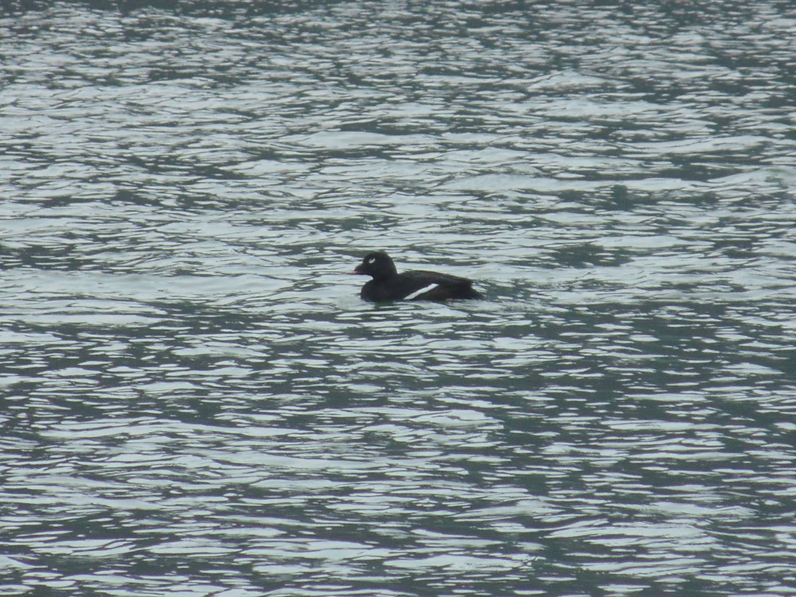 White-winged Scoter