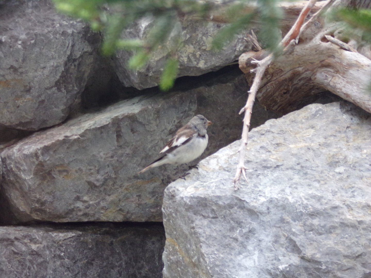 White-winged snowfinch 9.7.25