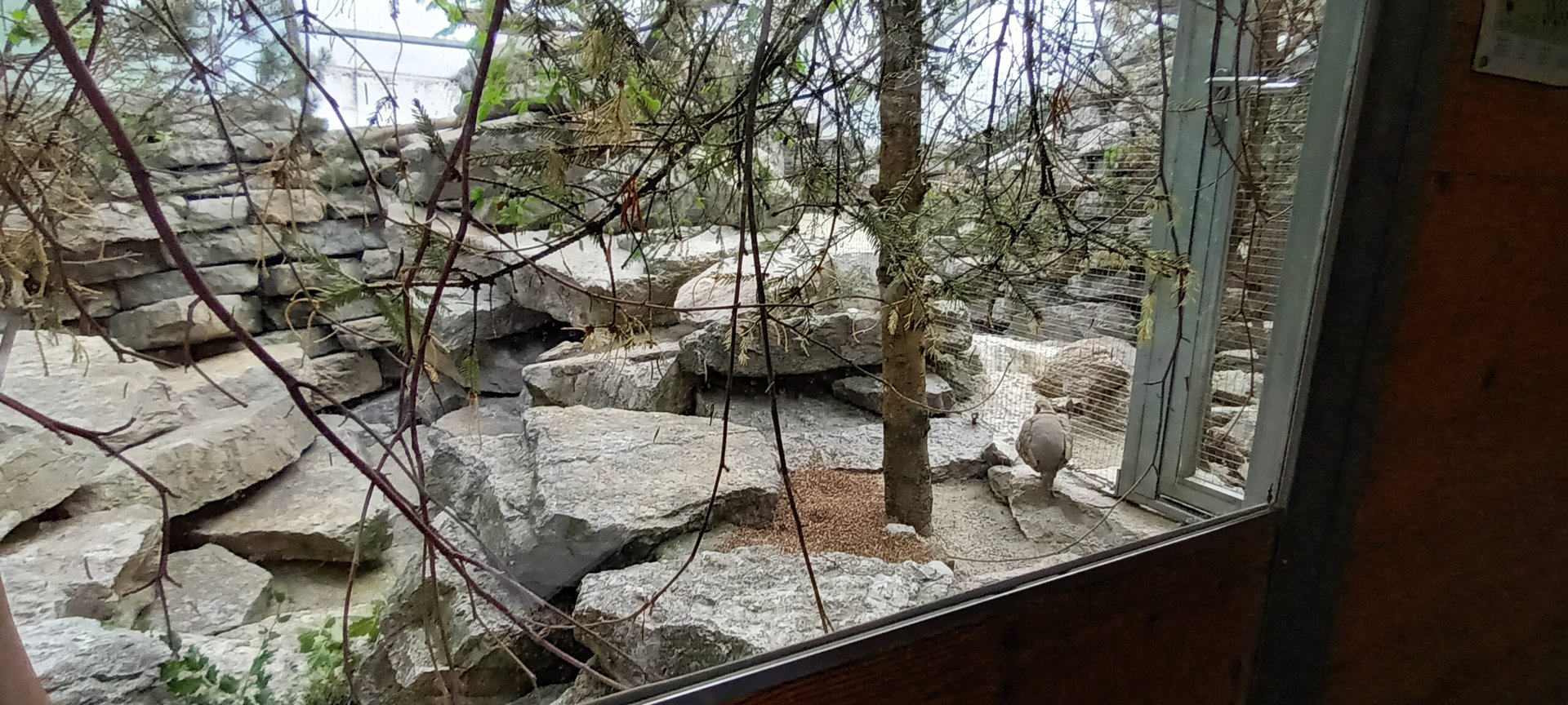 White winged Snowfinch and Alpine Partridge Aviary