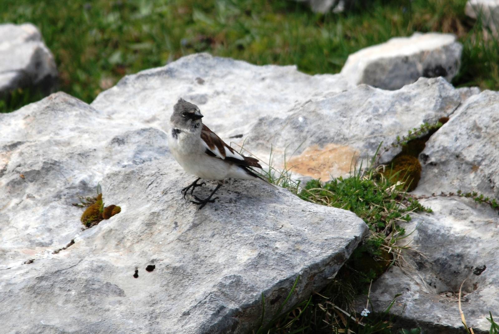 White-winged Snowfinch in the Picos de Europa NP, 12/06/15