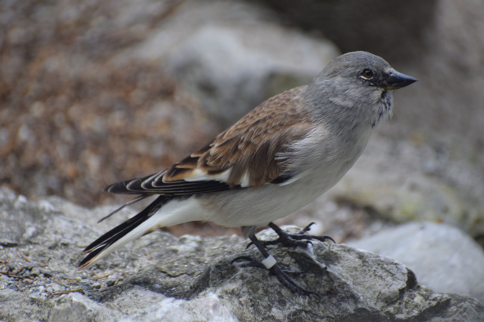 White-winged Snowfinch