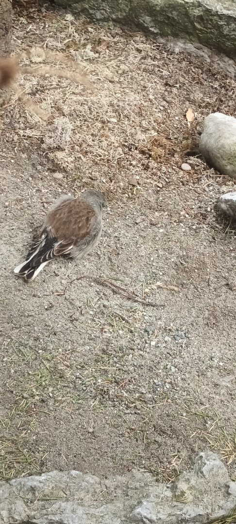 White winged Snowfinch