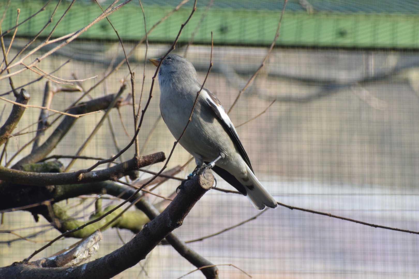 White-winged snowfinch