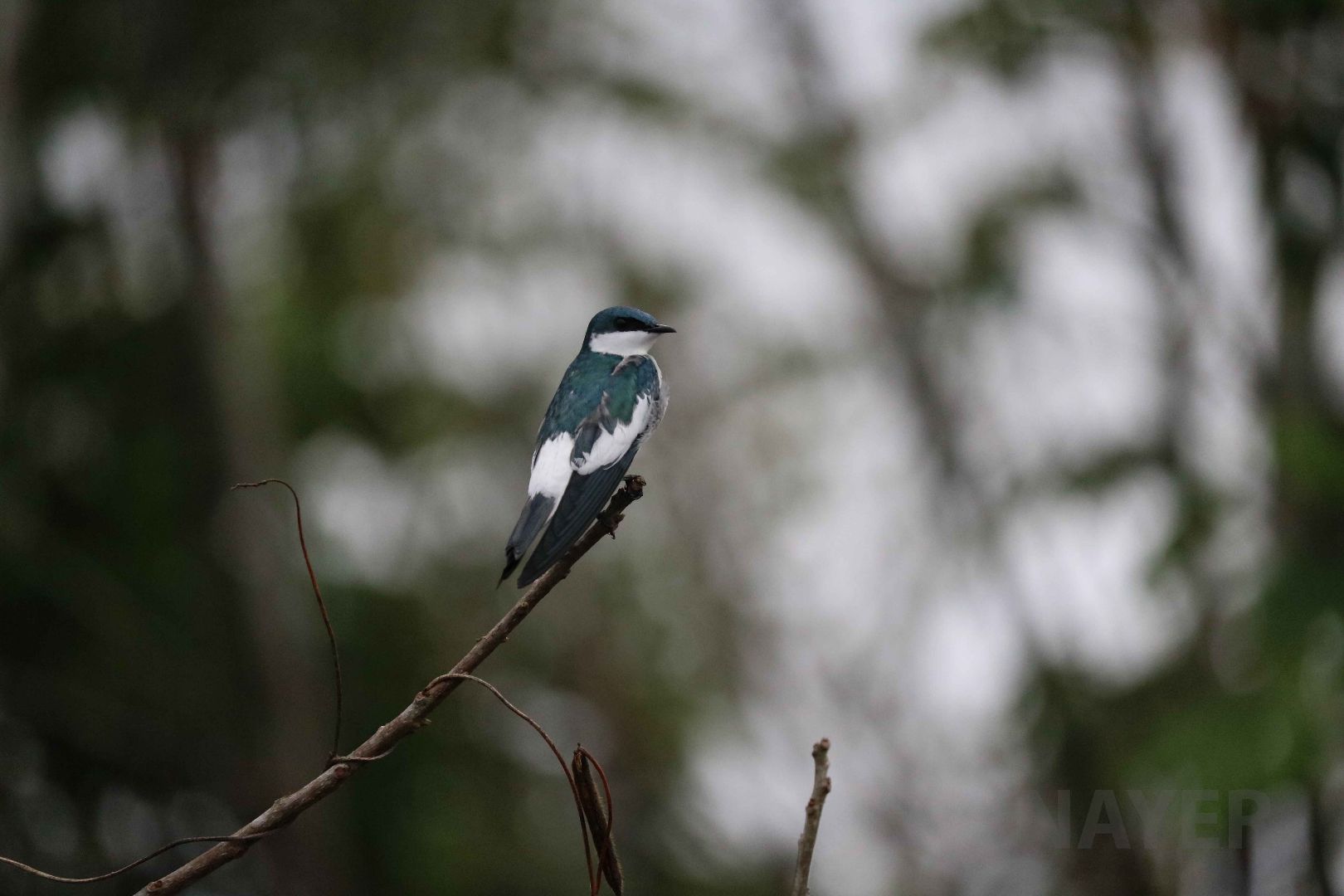 White-winged swallow, Peruvian Amazon, May 2016
