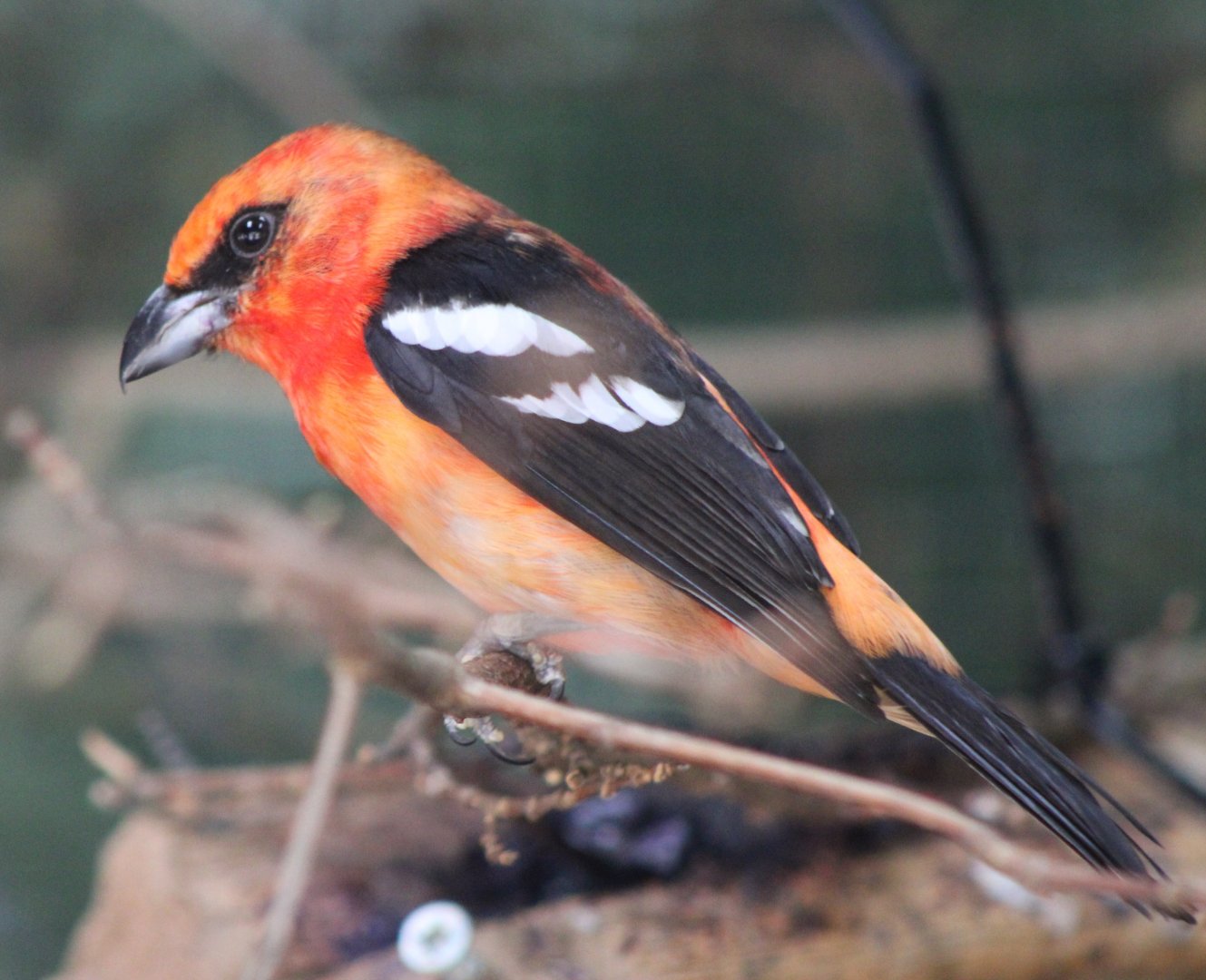 White-winged tanager