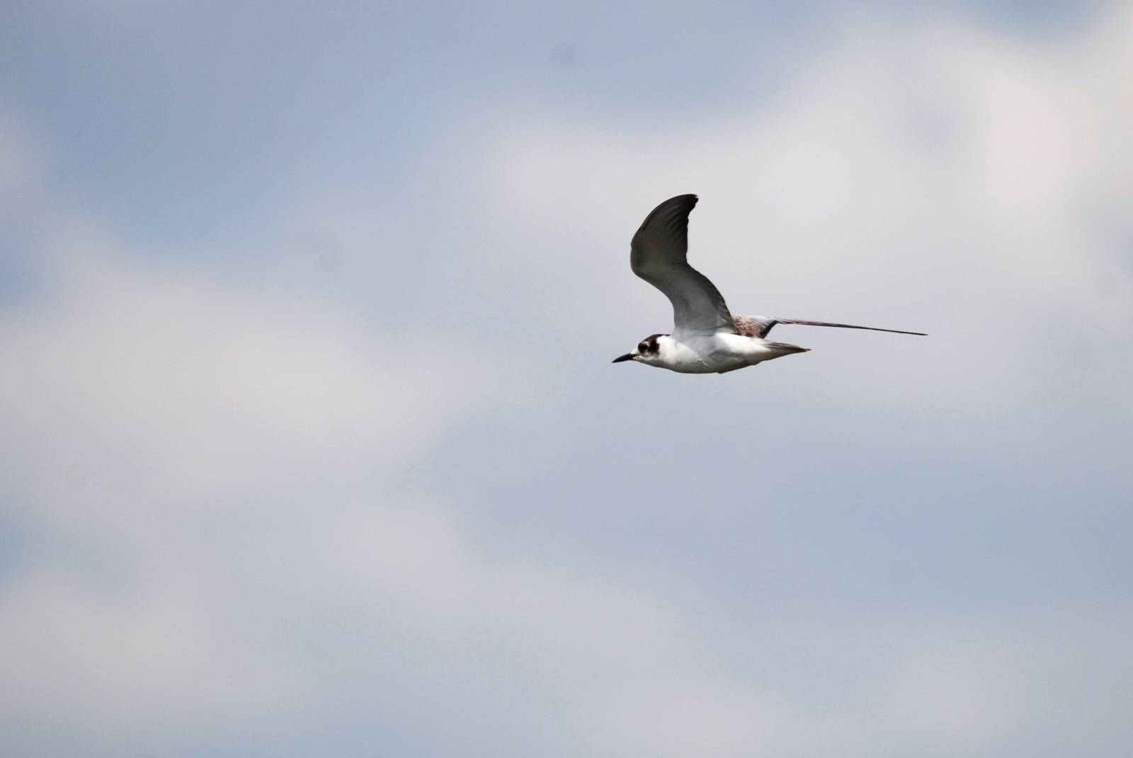White-winged Tern at Ziway, 13/10/14
