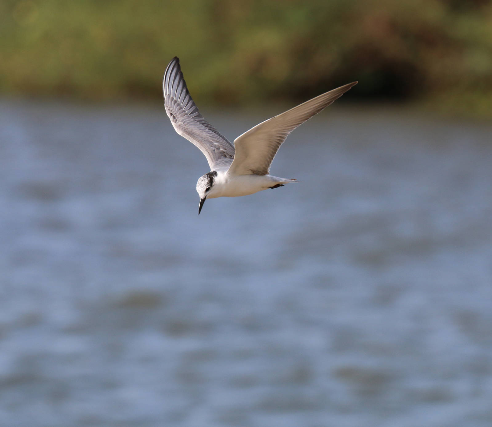 White-winged Tern