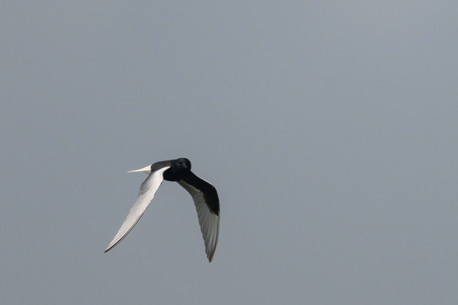 White-winged tern