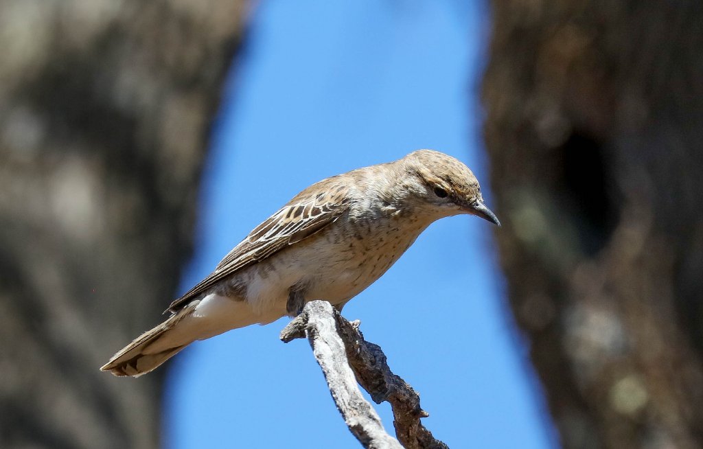 White-winged Triller female