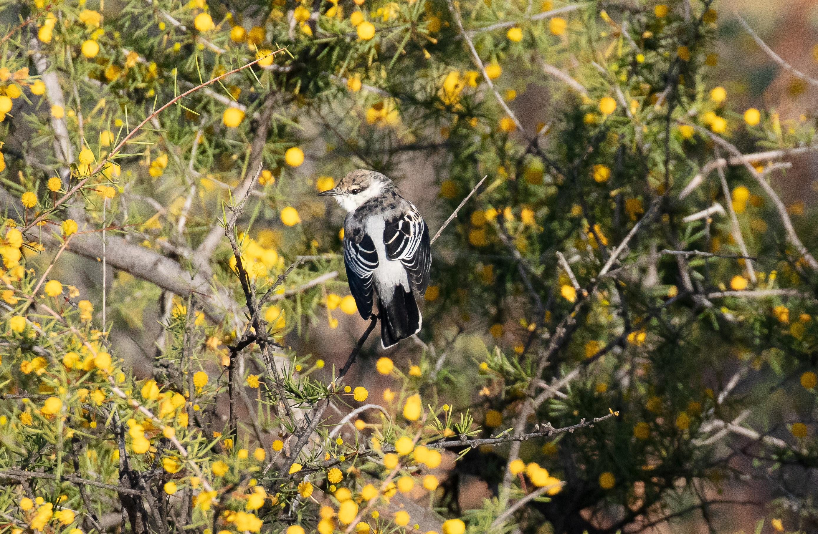 White-winged Triller female