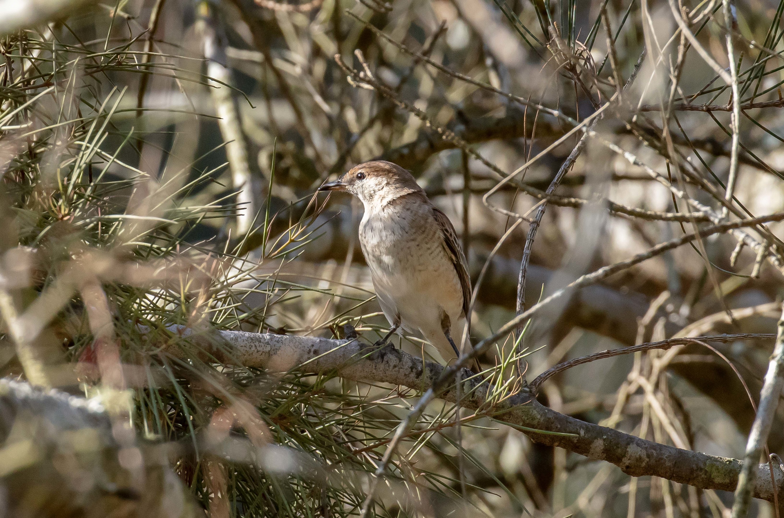 White-winged Triller female
