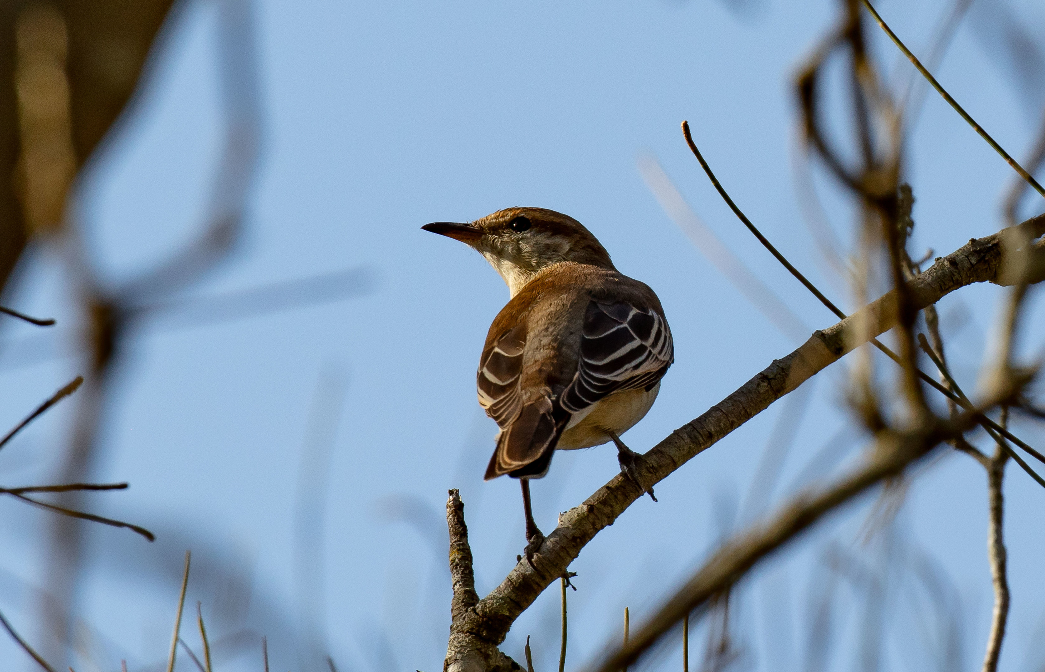 White-winged Triller female