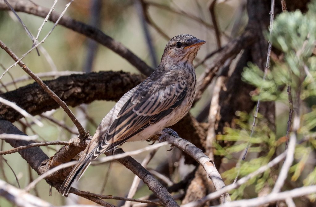 White-winged Triller juvenile